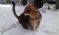 /album/babies/a2013-01-29-bengal-cat-staffordshire-terrier-in-the-snow-playing-3-jpg/